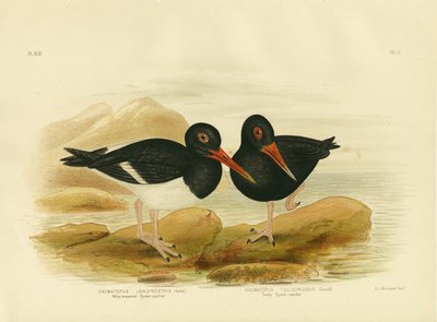 White-Breasted Oystercatcher, 1891 by Gracius Broinowski